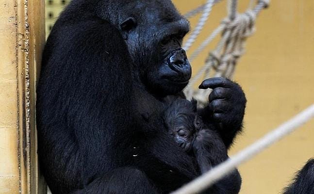 ¿QUIERES CONOCER AL NUEVO MIEMBRO DE LA FAMILIA ?