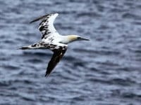 DISFRUTA DE UN PASEO EN BARCO POR LA BAHIA PARA OBSERVAR LAS AVES
