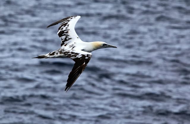 DISFRUTA DE UN PASEO EN BARCO POR LA BAHIA PARA OBSERVAR LAS AVES